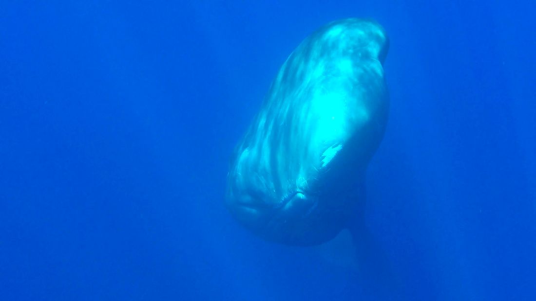 rencontre dauphin méditerranée